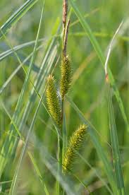 Image result for Carex johnstonii