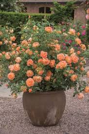 Check out the worst companies in your city of brownwood, tx. 94 Best Landscaping With Roses Ideas Landscaping With Roses Plants Garden Inspiration