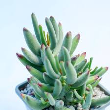 Check spelling or type a new query. Cotyledon Orbiculata