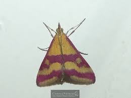 Image result for Pyrausta sanguinalis