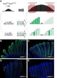 Maybe you would like to learn more about one of these? Stem Cell Topography Splits Growth And Homeostatic Functions In The Fish Gill Elife