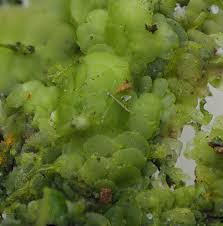 Image result for Obetia radula