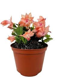 Image result for Euphorbia dawei