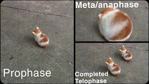 We did not find results for: The Stages Of Meowtosis Memes