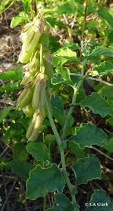 Image result for Crotalaria verrucosa