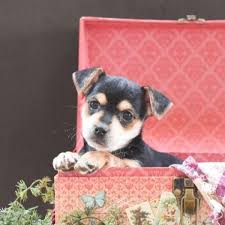 We did not find results for: Pomeranian Chihuahua Mix For Sale Craigslist Pets Lovers