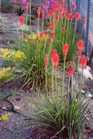 Image result for Kniphofia grantii