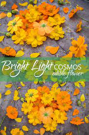 Bright Light Cosmos Edible Flower Edible Flowers Flowers Rare Seeds