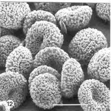 Image result for Hyparrhenia anamesa