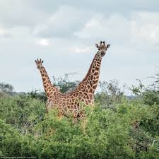 Pin By Linda G On Animals In 2020 Giraffe Optical Illusions Illusions