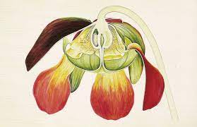 Pitcherplant Sarracenia Purpurea From The Book Arthur Harry Church 1865 1937 The Anatomy Of Flowers Botanical Art Nature Illustration Botanical Painting