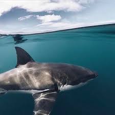 Pin By Aclan Atrek On Fool S God Shark Photos White Sharks Great White Shark