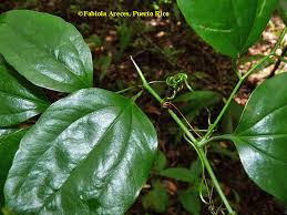 Image result for Smilax