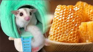 Jadi bagi pembela sugar glider. 18 Makanan Sugar Glider Bayi Joey Dewasa Kesukaan Favorit