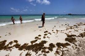 De acuerdo con la red de monitoreo del sargazo, las cantidades de la macroalga han disminuido en las costas quintanarroenses, así como en el gran caribe y las antillas, hasta en un 90 por ciento. El Sargazo Vuelve A Golpear El Paraiso Turistico Del Caribe Mexicano El Pais Mexico
