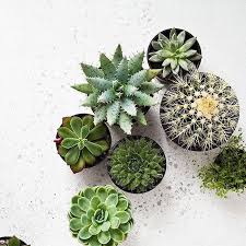 This is a middling range that strikes a nice balance between paying. He Best Club Is The Cactusclub Via Be Garden Follow Us Succulentcity Succulentcity To Be Featured Succule Succulents Plants Cacti And Succulents