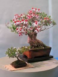 Others are delicate, and their flowers stand out not because of their size and nuance, but because of their delicateness. Acca Swall Bonsai Tree Bonsai Flower Bonsai Tree Care