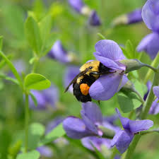 Maybe you would like to learn more about one of these? How And Why To Use Native Plants The New York Times