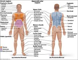 Human Body Anatomy Landmarks Anterior Ventral View And Posterior Dorsal View Www Anatomynote Com Human Body Anatomy Body Anatomy Human Anatomy