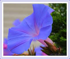 Morning Glory Morning Glory Flowers Bloom Where You Are Planted Morning Glory