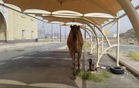 من بين المساجد التي تمتاز بالمزج بين القديم والحديث، مسجد العناني الذي استوحي شكله من النجمة الثمانية الإسلامية المعروفة باسم نجمة بغداد، ويتميز من الداخل بغلبة اللونين الأبيض والأزرق. Ø£Ø®Ø¨Ø§Ø± 24 Ø¨Ø§Ù„ØµÙˆØ± Ù†Ø§Ù‚Ø© ØªØªØ¬ÙˆÙ„ Ø¯Ø§Ø®Ù„ Ø£Ù… Ø§Ù„Ù‚Ø±Ù‰ ÙˆÙ…ØºØ±Ø¯ÙˆÙ† ÙŠÙ…ÙƒÙ† Ø¨ÙŠØ¹Ø·ÙˆÙ†Ù‡Ø§ Ø¯ÙƒØªÙˆØ±Ø§Ù‡ ÙØ®Ø±ÙŠ Ø©