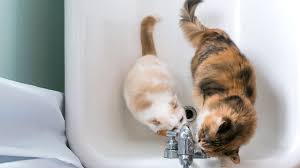 It wants to make sure you know to protect it and keep an eye out for any predators. 7 Reasons Why Cats Love Bathrooms