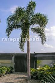 Image result for Wodyetia