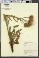 Image result for Cirsium  buchwaldii