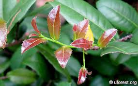Image result for Ochna kirkii