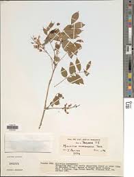 Image result for Millettia makondensis