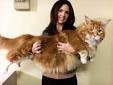 The top 8 largest domestic cat breeds | Pets4Homes