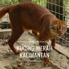 Di indonesia erdapat 3 jenis persebaran fauna, persebaran tersebut dibatasi oleh garis wallance dan garis webber. Hewan Langka Di Indonesia Yang Dilindungi Best Seller Gramedia