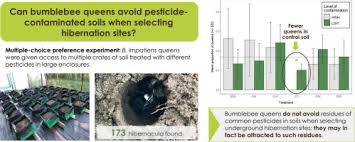 Bumblebee (Bombus impatiens) queens prefer pesticide-contaminated soils  when selecting underground hibernation sites - ScienceDirect