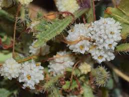 Image result for Cuscuta planiflora