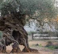 248 Pellin Stock Photos, High-Res Pictures, and Images ...