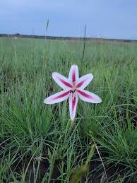 Image result for Crinum verdoorniae
