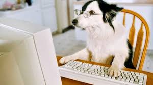 Dog At Computer For Virtual Meeting Clever Dog Animals Dogs