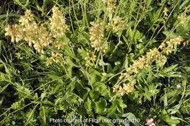 Image result for Heuchera cylindrica Greenfinch