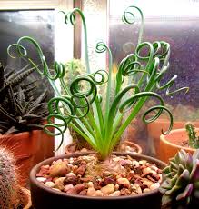 Image result for Albuca sp. no. 1