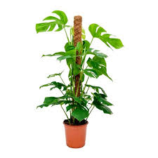 Top 10 house plants for moss sticks. Buy Monstera Deliciosa Plant Swiss Cheese Plant With Moss Stick Online At Cheap Price India S Biggest Plants And Seeds Shop