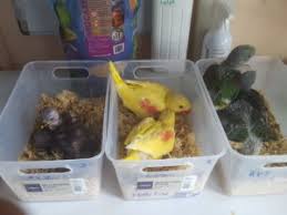 Exotic animals or exotic pets are delicate species needing much care and attention. Exotic Pets For Sale Nsw Archives Sydney Dog Training