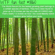 The Worlds Fastest Growing Plants Wtf Fun Wtf Fun Facts Fun Facts Weird Facts