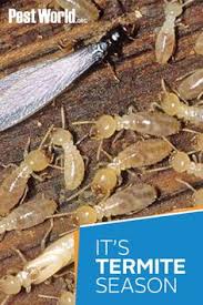 Valor pest control in richardson tx. 200 Best Termite Pest Control In Northwest Florida Ideas In 2021 Termite Pest Control Pest Control Pests
