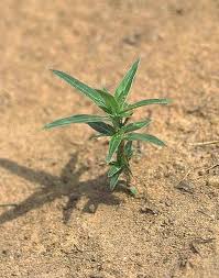 Image result for Spermacoce natalensis