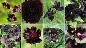 There are about over 3,000 flowers with dark petals, resembling black in certain light but there a queen of the night tulip. The 15 Best Black Flowers Thursd