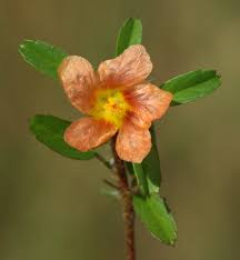 Image result for Rhynchosia micrantha