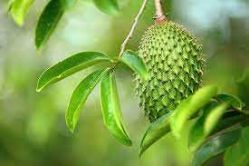 Daun durian belanda yang dijadikan serbuk teh dan diminum dipercayai dapat merawat sakit kerongkong. 5 Manfaat Daun Sirsak Terhadap Kesehatan Dan Efek Sampingnya Bukareview