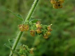 Image result for Isodon ramosissimus