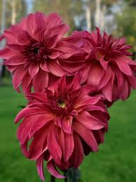 Image result for Dahlia Darkarin`