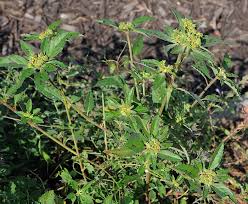 Image result for Euphorbia davyi